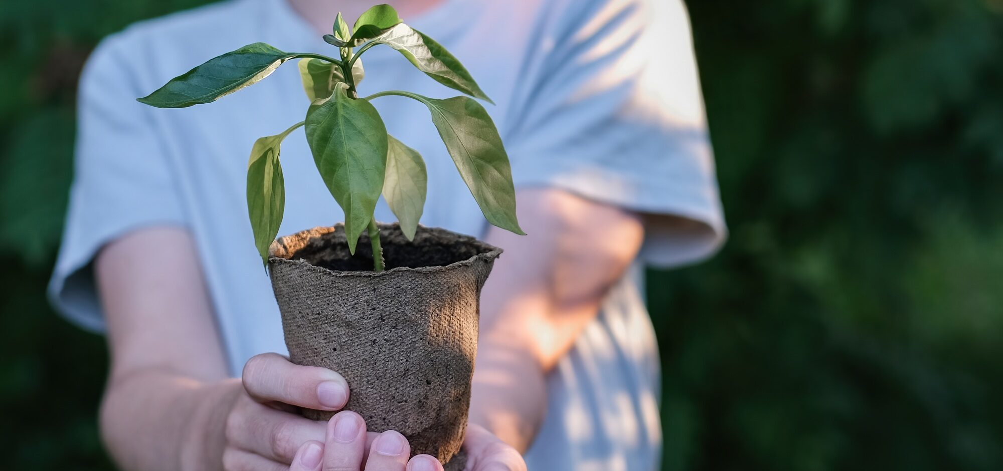 Children's hands holding a young plant on natural green background. Environmental care.